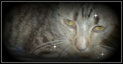 Tabby ADOPTED