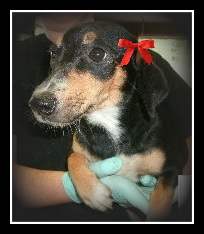 Fiesty ADOPTION PENDING