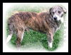 Tanner ADOPTED