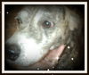 Tanner ADOPTED
