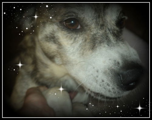 Tanner ADOPTED