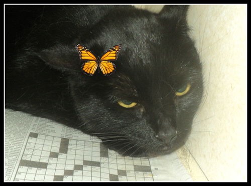 vivian ADOPTED