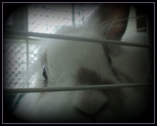 Flower ADOPTED