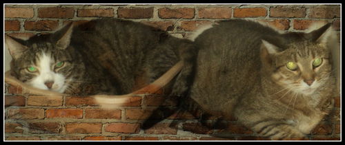Tabby Bros