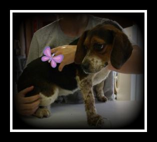 Daisy ADOPTED