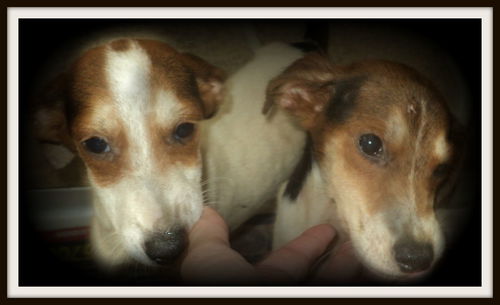 Daisys Boys BOTH ADOPTED