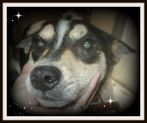 Daisy ADOPTED