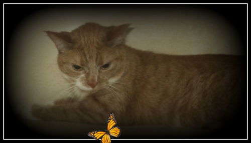 Daisy ADOPTED