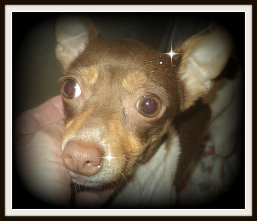 Fiona WOO HOO ADOPTED