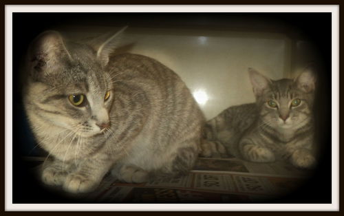 Tabby Bro & Sis