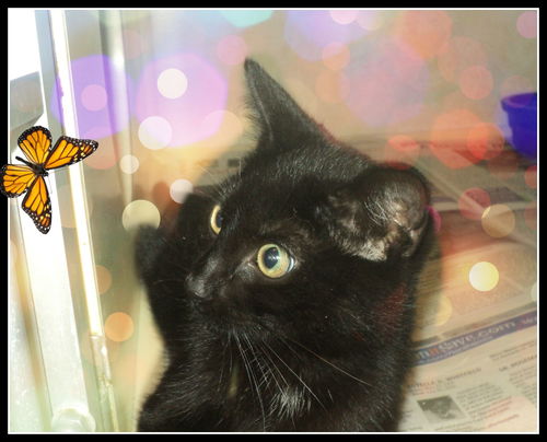 Dani ADOPTED