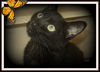 Dani ADOPTED