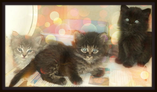 Fluffy Babies ALL ADOPTED
