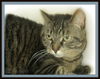 Zelda WOO HOO ADOPTED