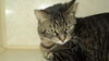 Zelda WOO HOO ADOPTED