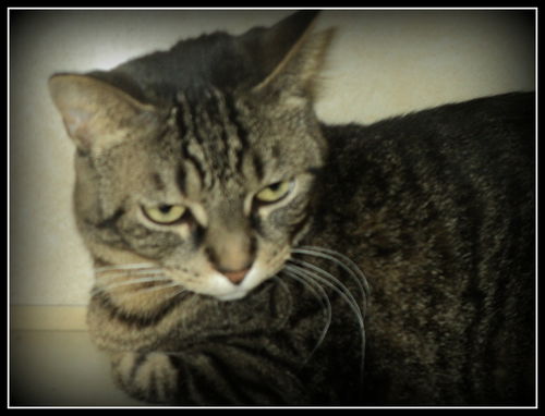 Zelda WOO HOO ADOPTED