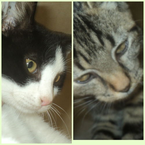 Jake & Elwood BOTH ADOPTED