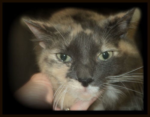 Calla ADOPTED