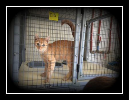 Orange Slice ADOPTED Billy