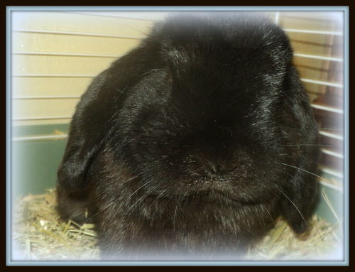 Inky ADOPTED