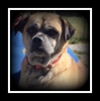 Callahan ADOPTED