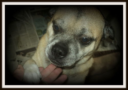 Callahan ADOPTED