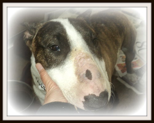 Darla ADOPTED