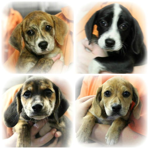 Fab Four ALL ADOPTED