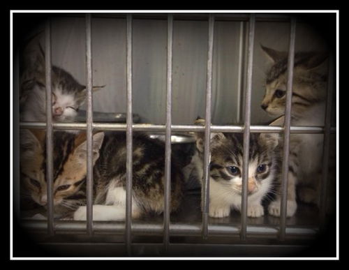 Tammys Kit Kats ALL ADOPTED
