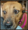 Faith ADOPTED