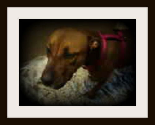 Faith ADOPTED