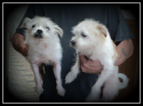 Jack and Jill  ADOPTED