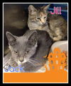 Jack and Jill BOTH ADOPTED