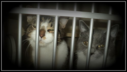 Jack and Jill BOTH ADOPTED