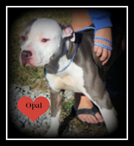 Opal