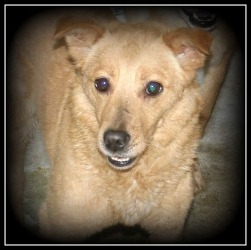 Ida ADOPTED