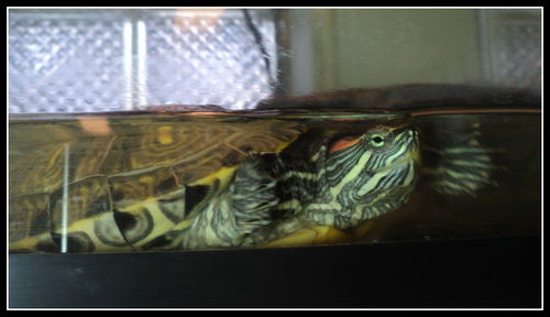 Tank ADOPTED