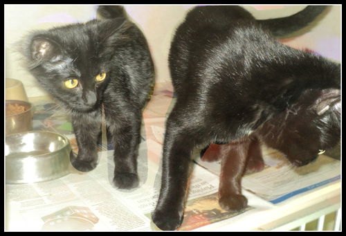 Inky and Olive ADOPTED