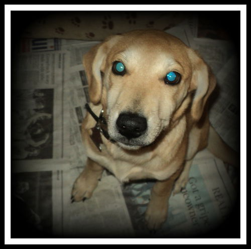 Tammy ADOPTED
