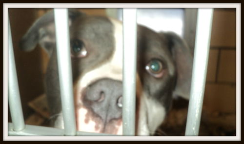 Oops this is Ceasar not Rex ADOPTED