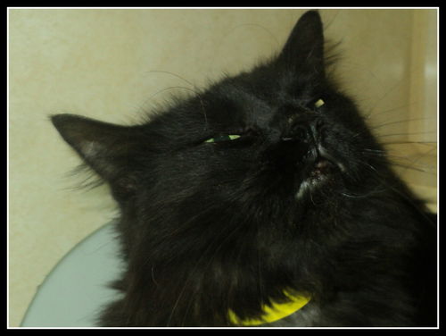 Zelda ADOPTED