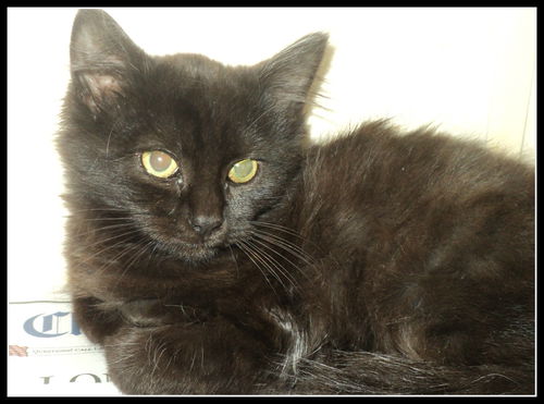 Inky ADOPTED