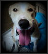 Ivory ADOPTED