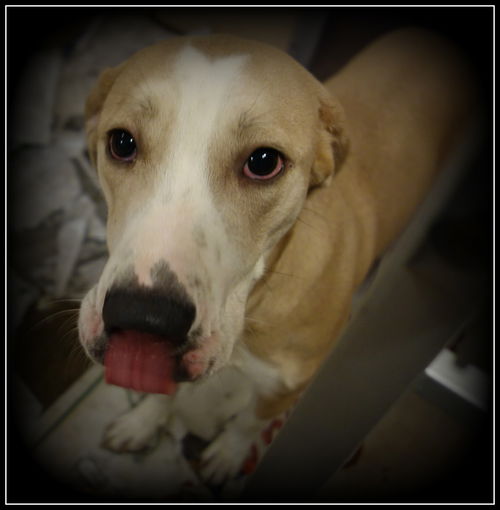 Ivory ADOPTED