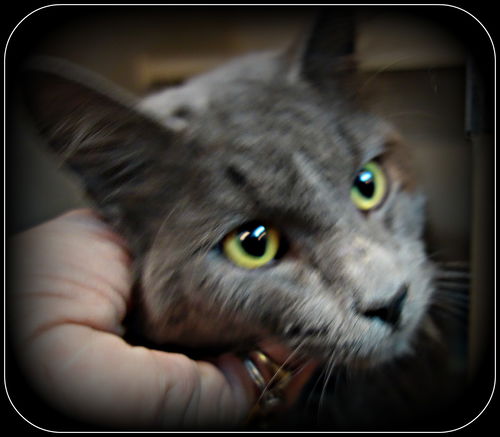Dallas ADOPTED