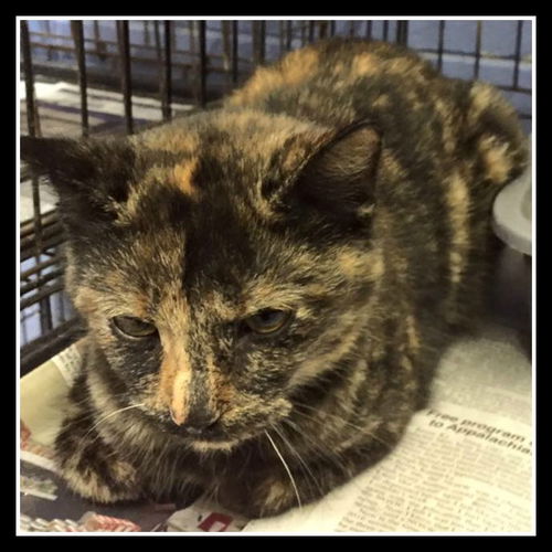 Victoria ADOPTED