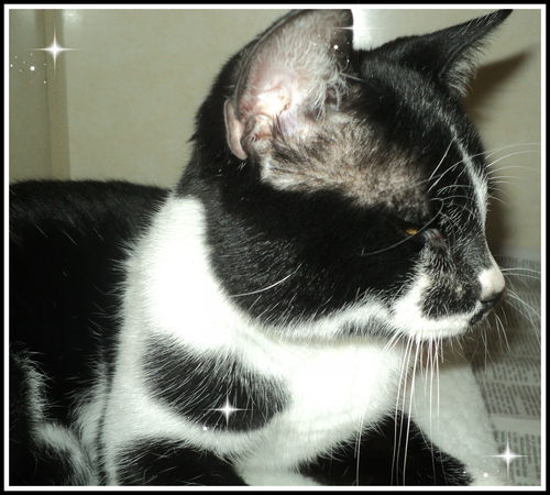 Gary ADOPTED