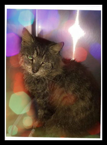 Zeus ADOPTED