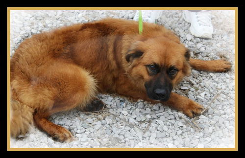 Teddy ADOPTED WOO HOO!!!!