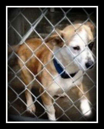 Walfredo ADOPTED